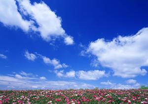 大阪の永代供養墓なら「海泉寺」