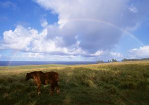 四季折々の花が迎えてくれる樹木葬