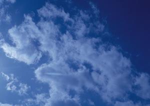 さいたま市の花セレモニーの魅力とは